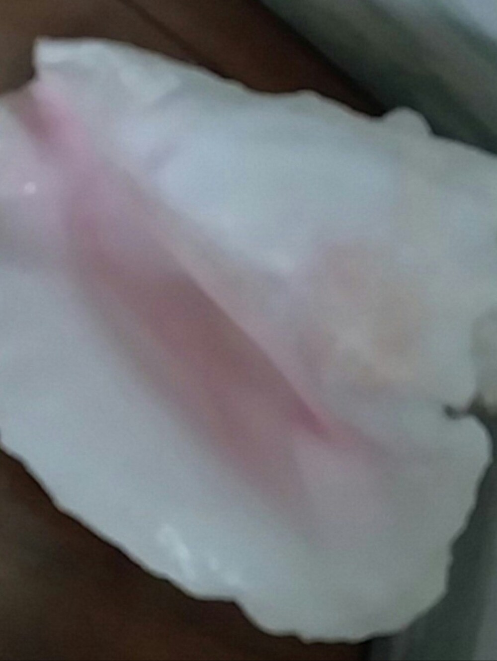 Conch Shell large - Picture 5 of 5